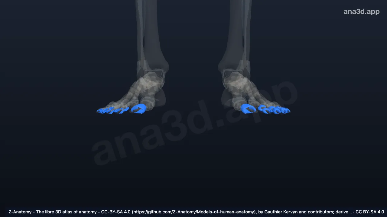 Modèle 3D : Artculations interphalangiennes du pied