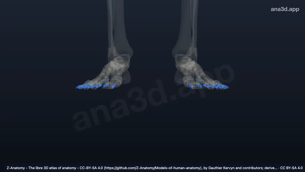 3D-Modell: Ligamenta interphalangea collateralia pedis