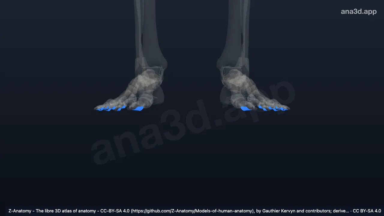 Modèle 3D : Ligaments interphalangiens plantaires