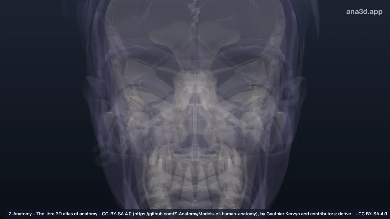 Modelo 3D: Fosa del antehélix