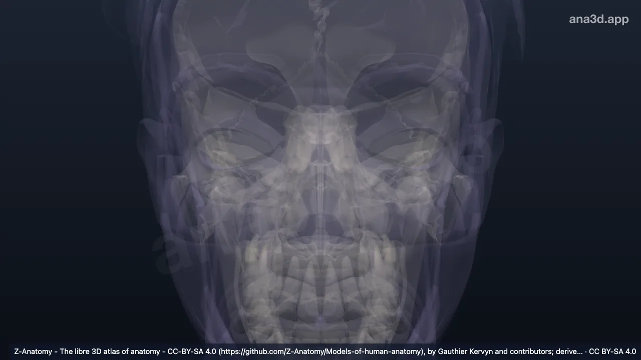 Modelo 3D: Eminência da concha