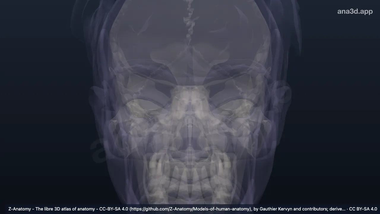 Model 3D: Eminensia skafa