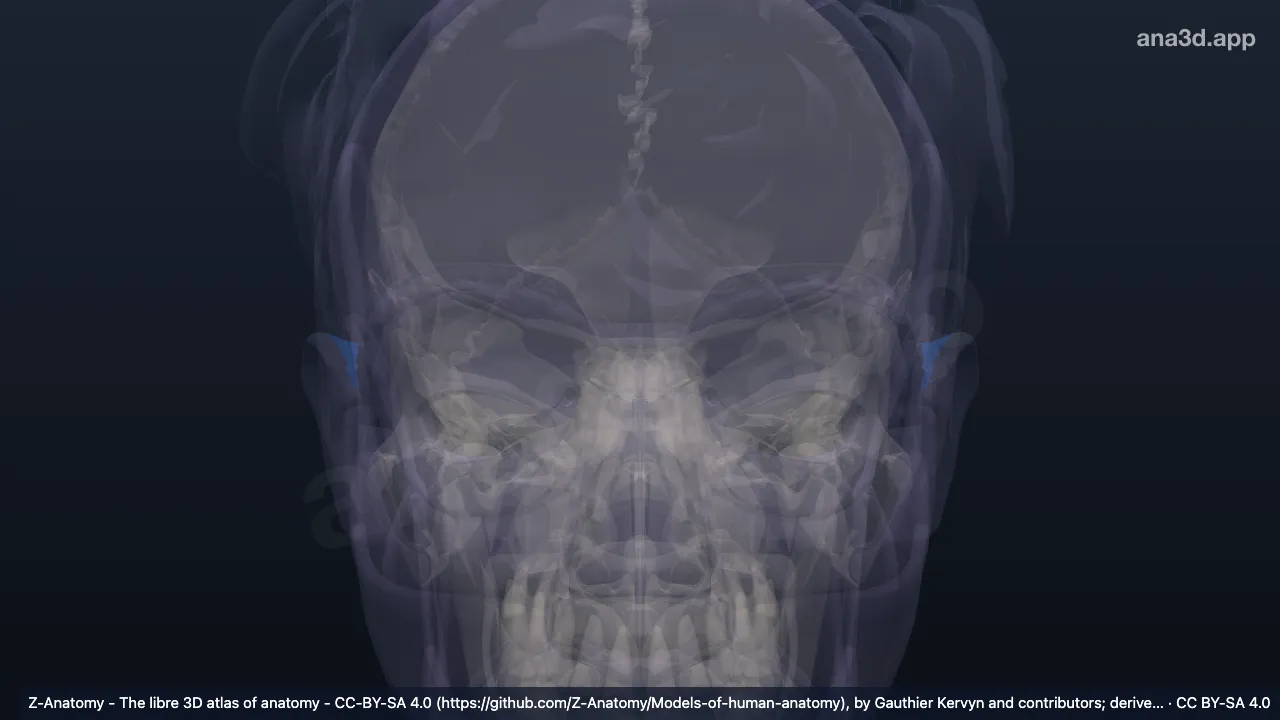 Modelo 3D: Eminentia da fossa triangular