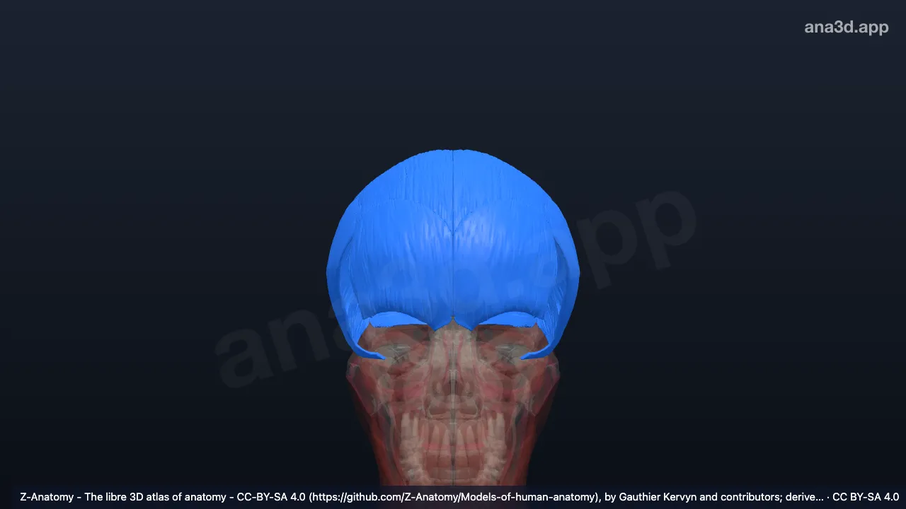 Modelo 3D: Músculo epicrânio