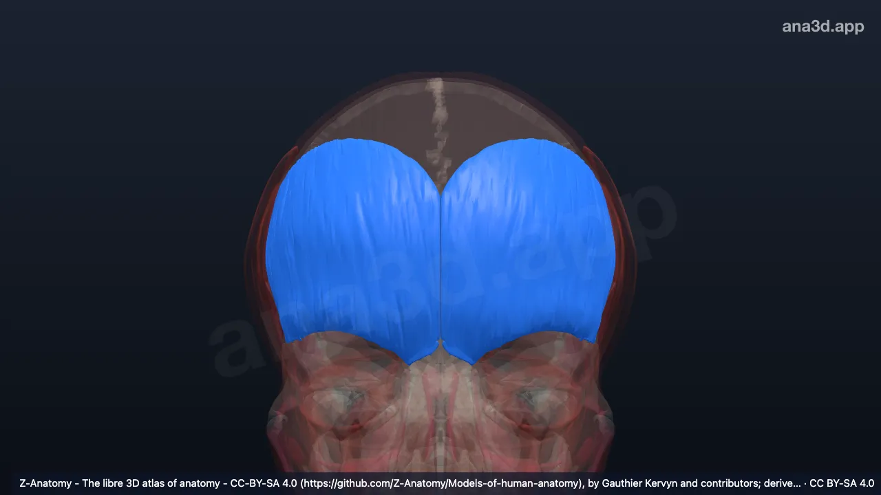 Model 3D: Otot frontalis