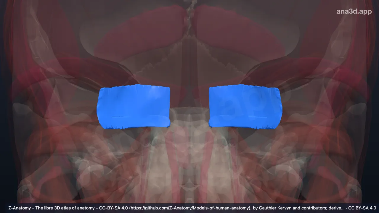 3D 모델: 뒤통수근