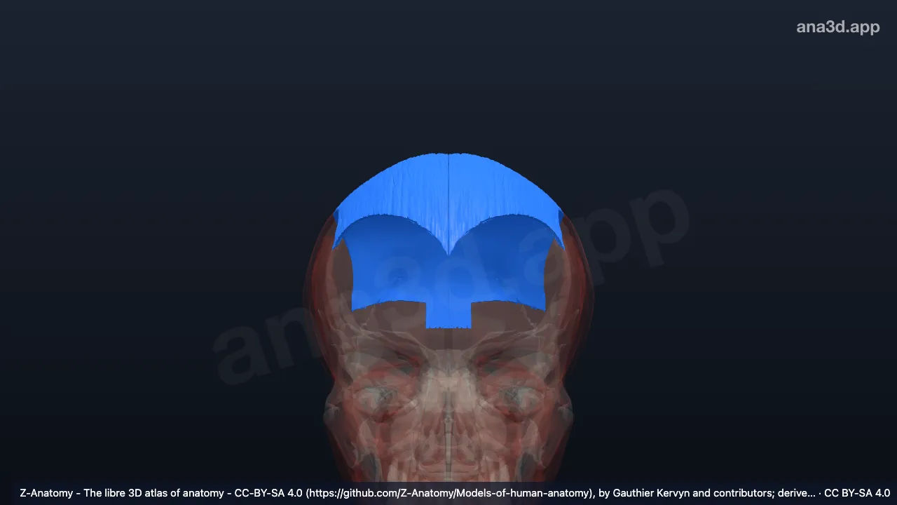 Modèle 3D : Aponévrose épicrânienne