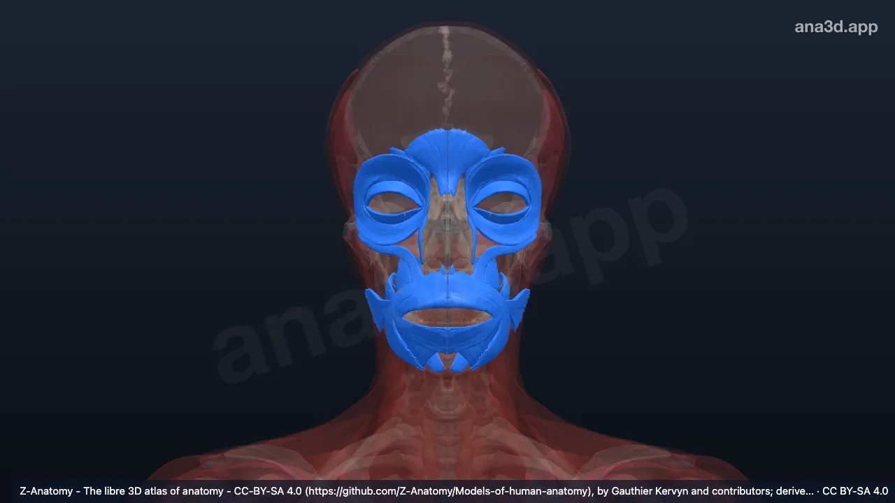 3Dモデル：表情筋