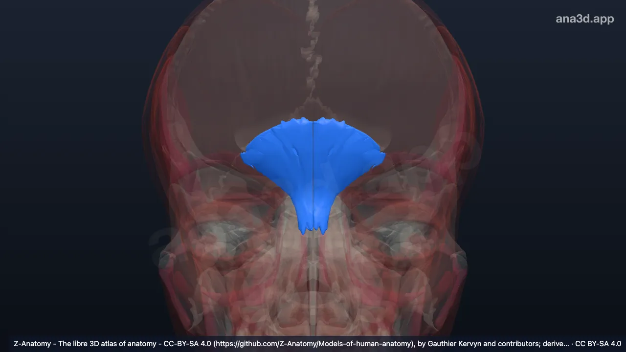 3D-Modell: Musculus procerus
