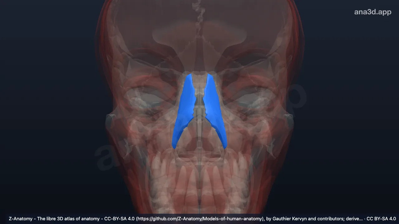 Model 3D: Otot nasalis