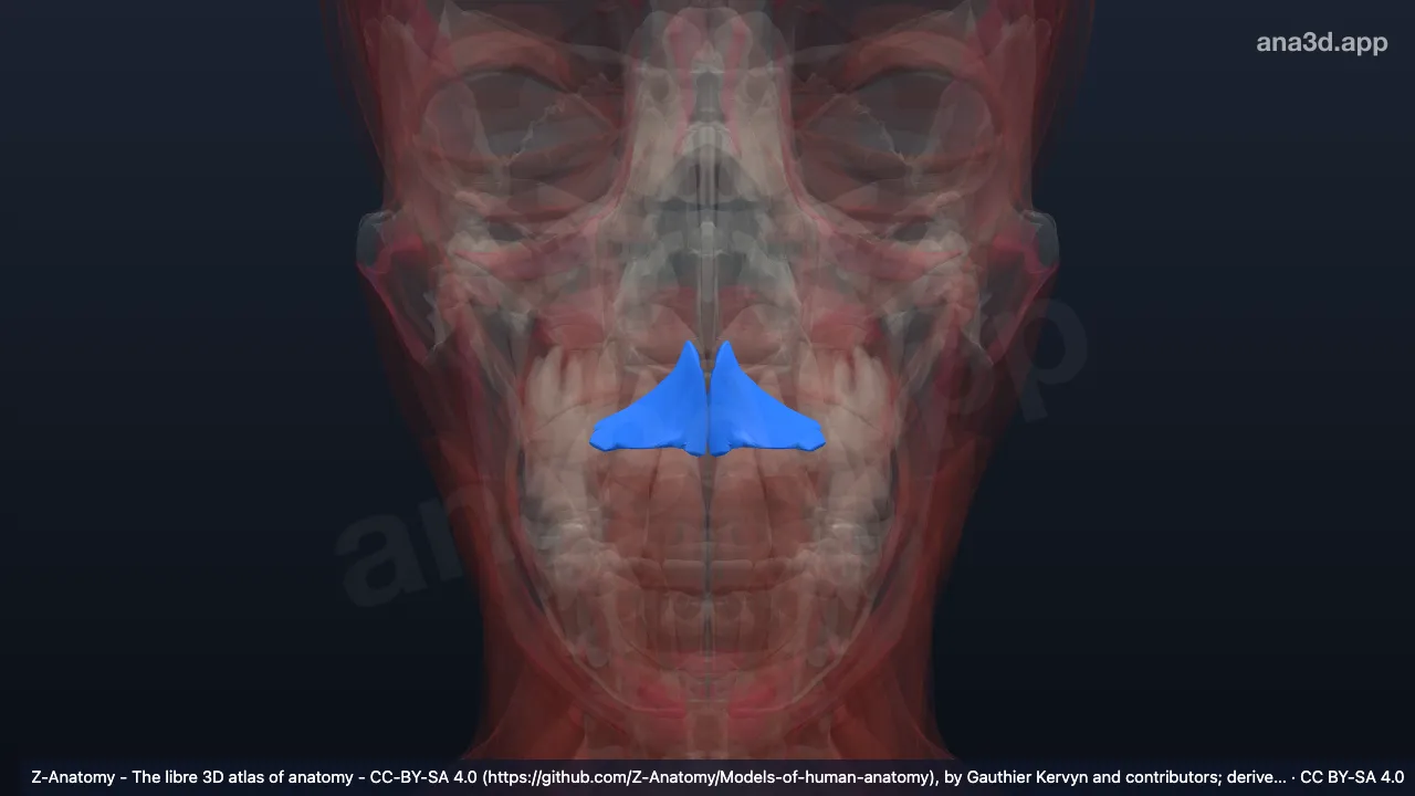 3D model: depressor septi nasi