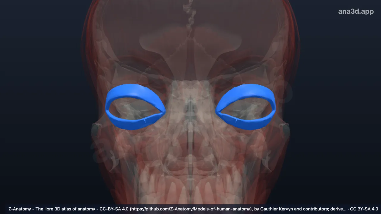 Modèle 3D : Partie palpébrale du muscle orbiculaire de l'oeil