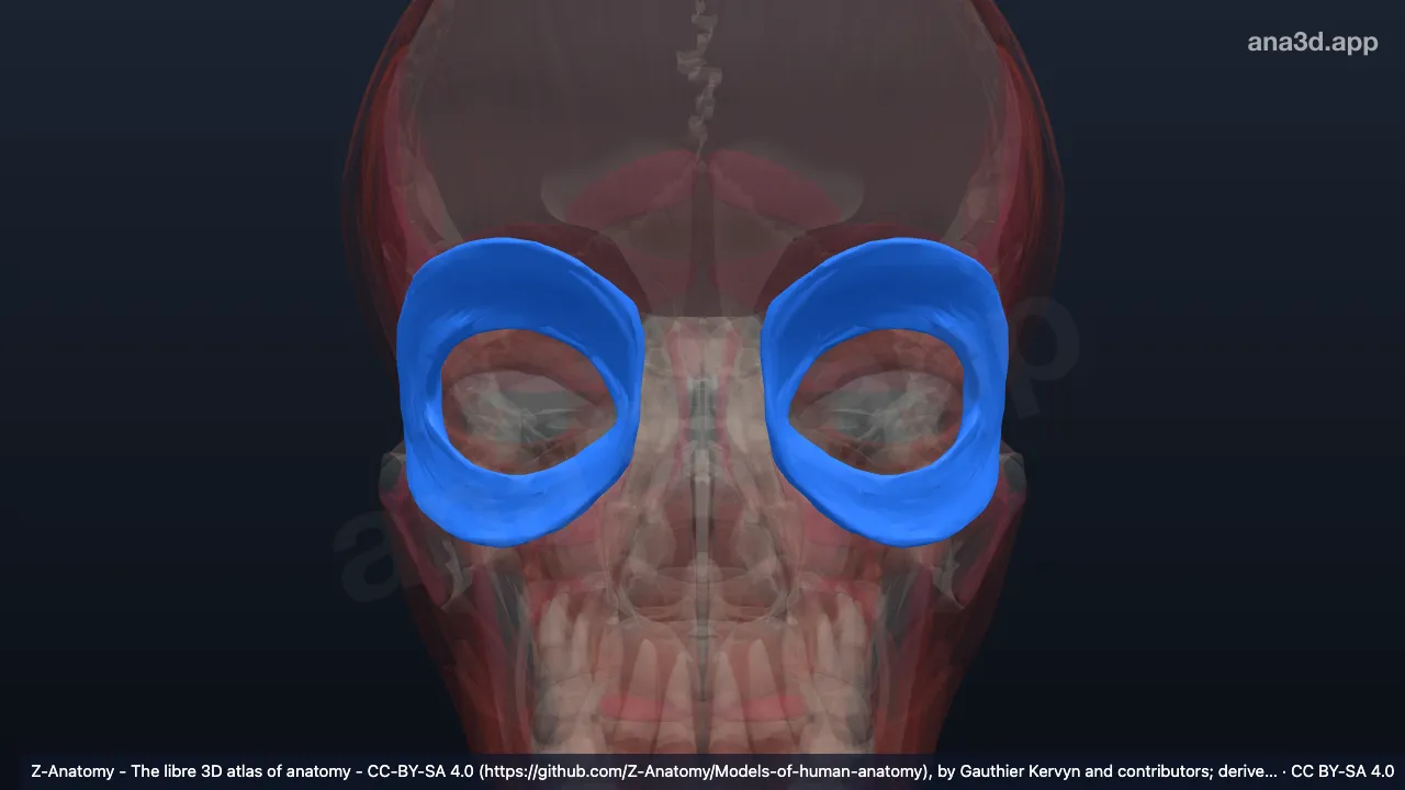 Model 3D: Bagian orbitalis otot orbikularis okuli