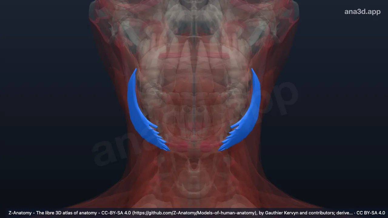 3D-Modell: Musculus depressor anguli oris