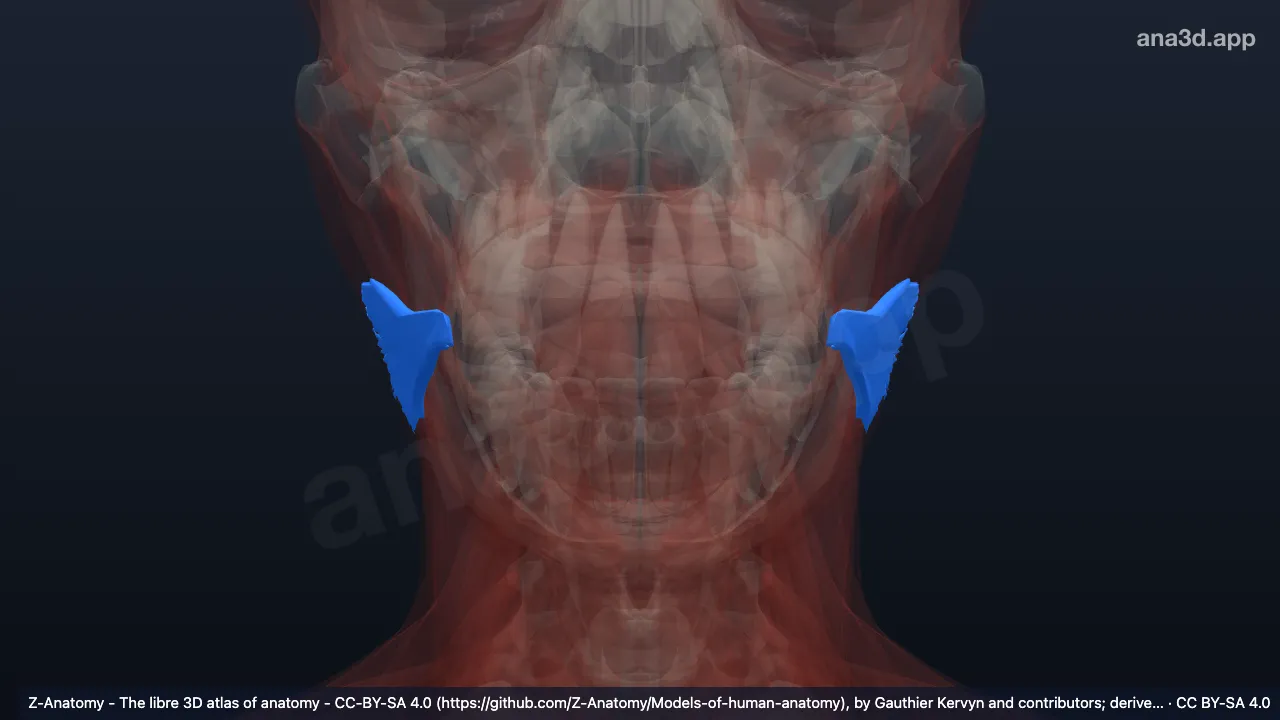 Modèle 3D : Muscle risorius