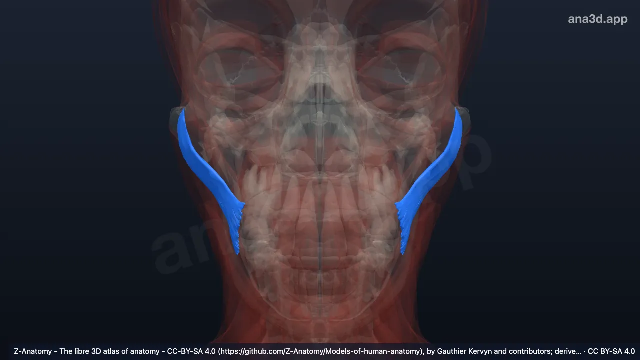 Mô hình 3D: Cơ gò má lớn