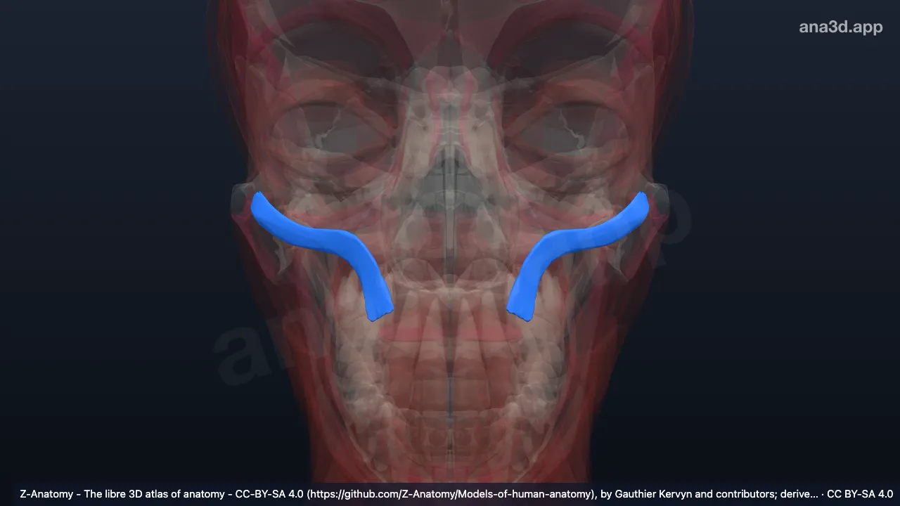 3D model: zygomaticus minor muscle
