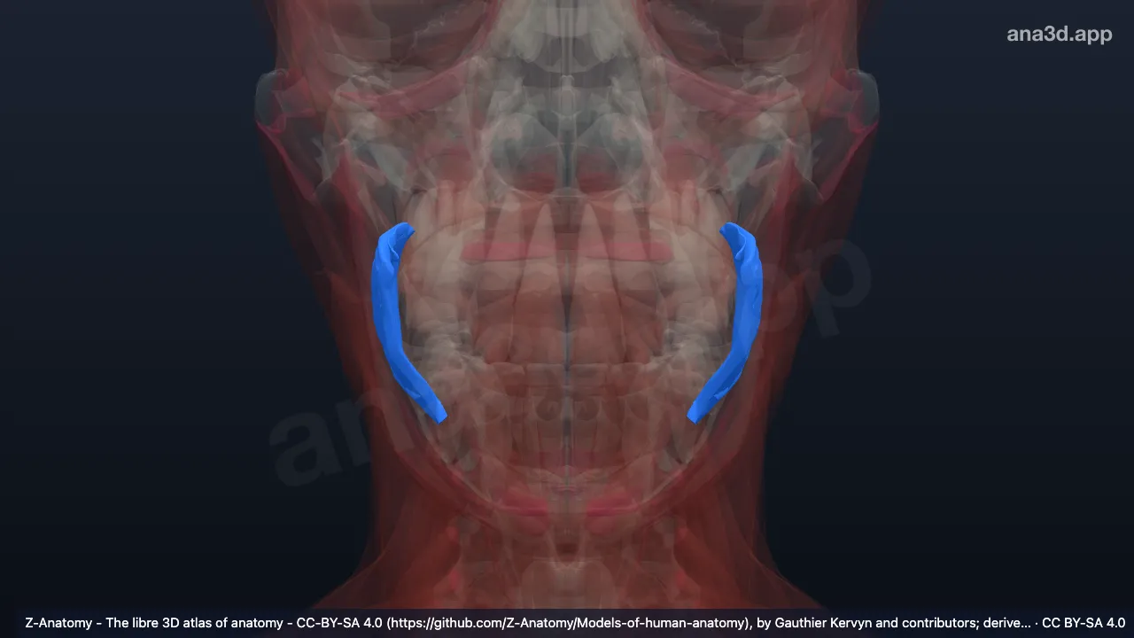 3D model: bucinator