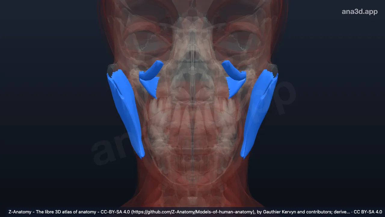 3D-Modell: Kaumuskeln