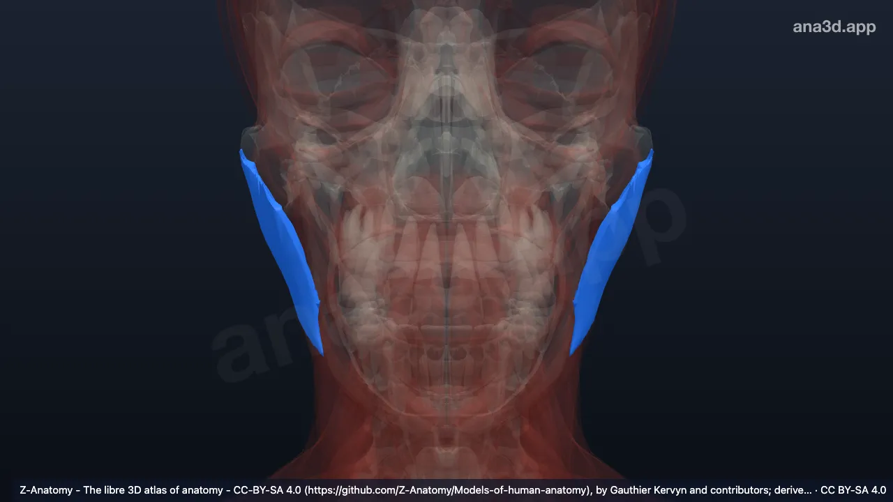 3D model: superficial part of masseter