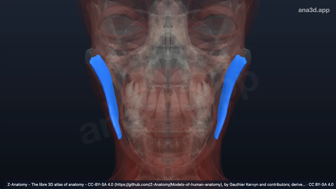Model 3D: Bagian profunda otot maseter