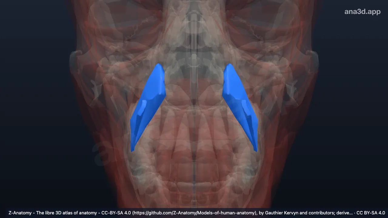 3D model: medial pterygoid muscle
