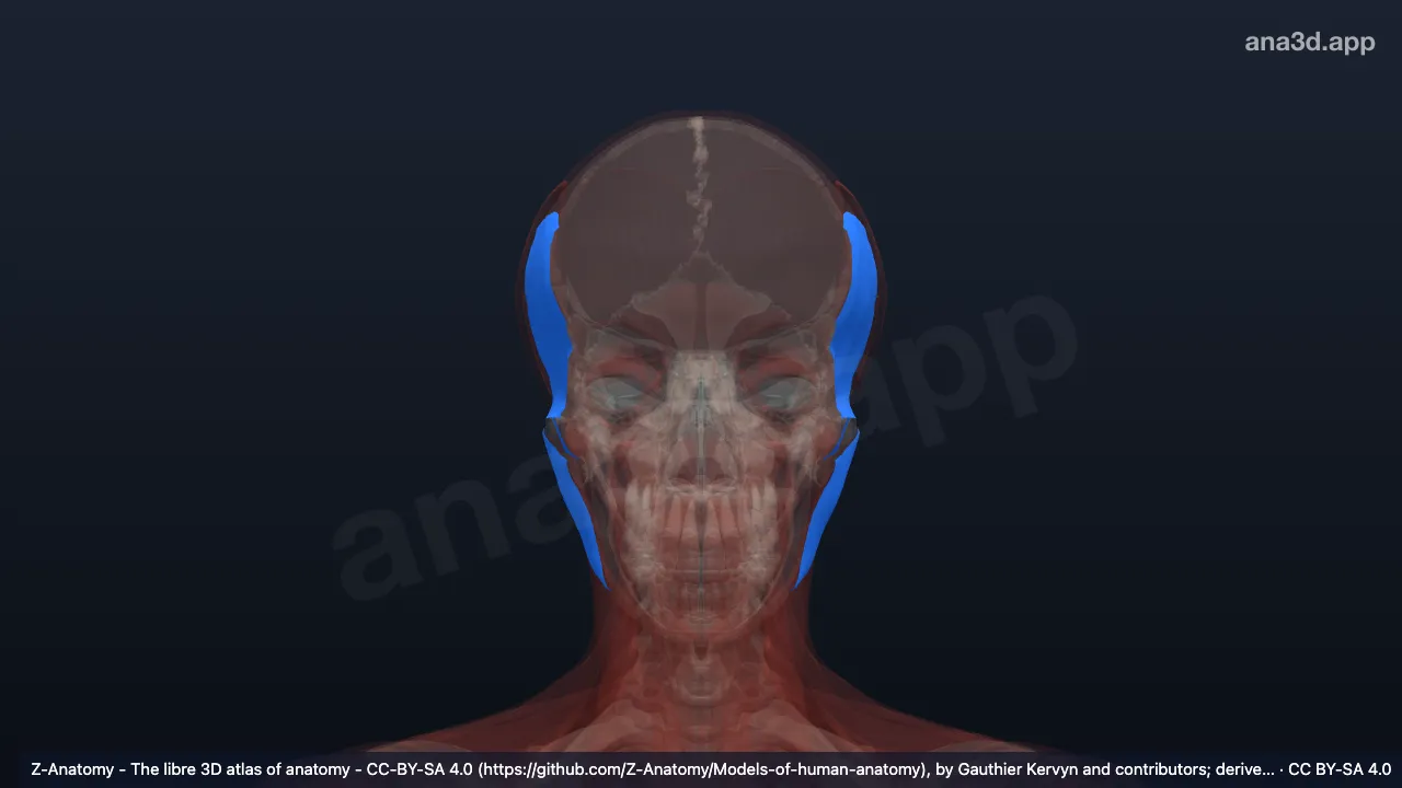 Mô hình 3D: Các mạc đầu