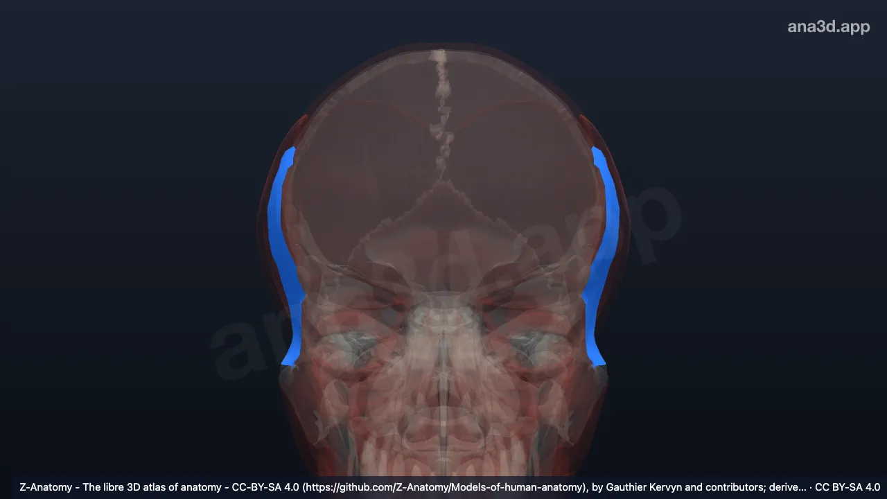 3D-Modell: Lamina superficialis fasciae temporalis