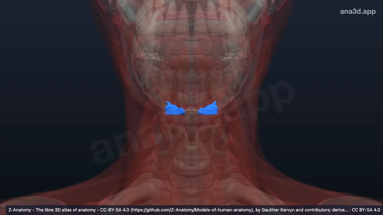 3D-Modell: Venter anterior musculi digastrici