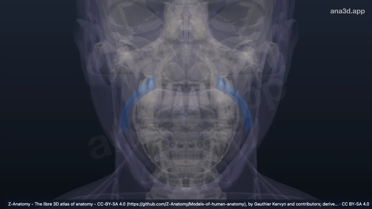 Modelo 3D: Surco nasolabial