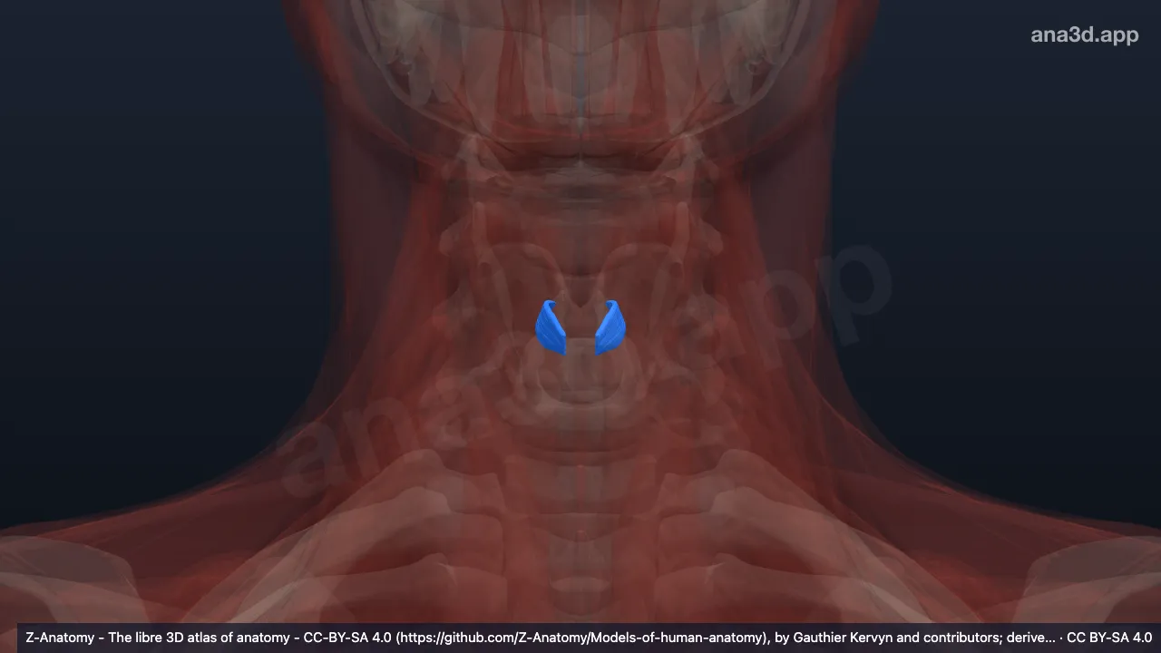 3D model: external part of thyro-arytenoid muscle