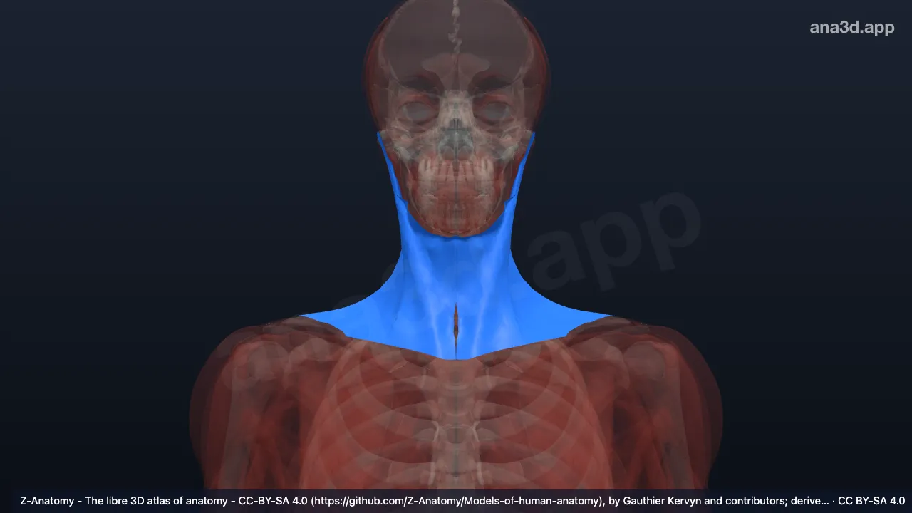 3D-Modell: Lamina superficialis fasciae cervicalis