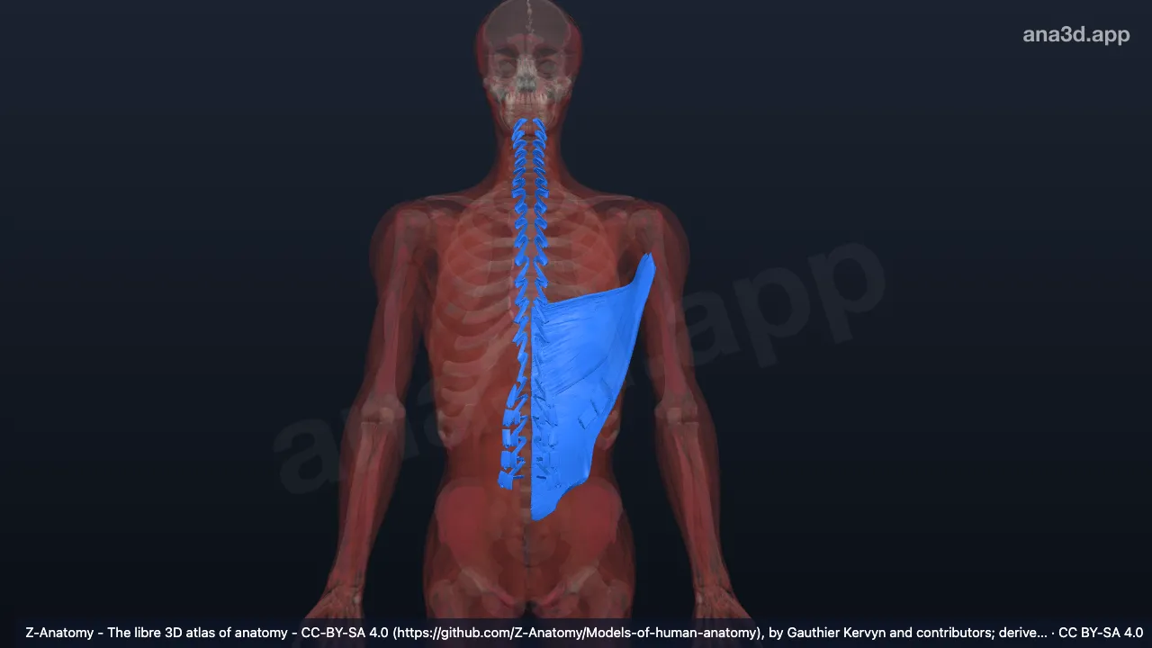 3D model: dorsal part of muscular system