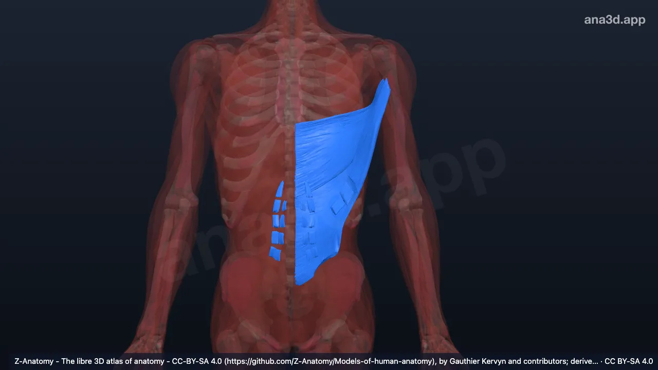 3D model: hypaxial muscles of back