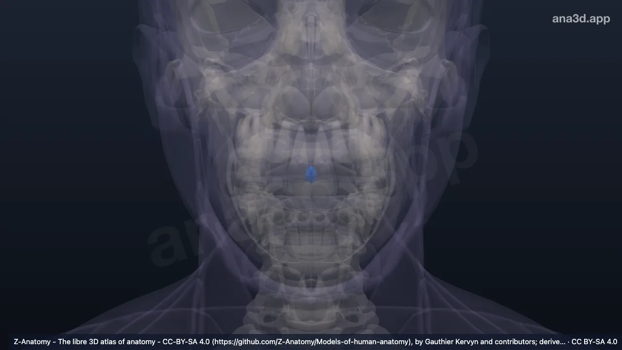 Mô hình 3D: Củ môi trên