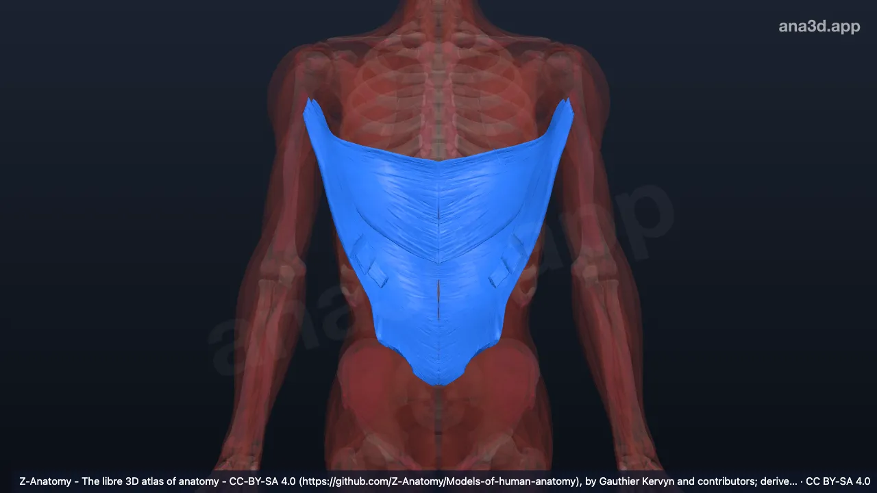 3D model: latissimus dorsi muscle