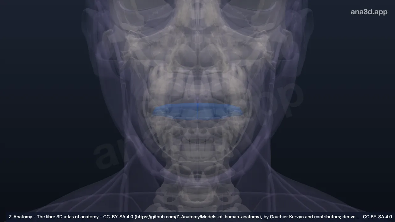 Modelo 3D: Comissura labial