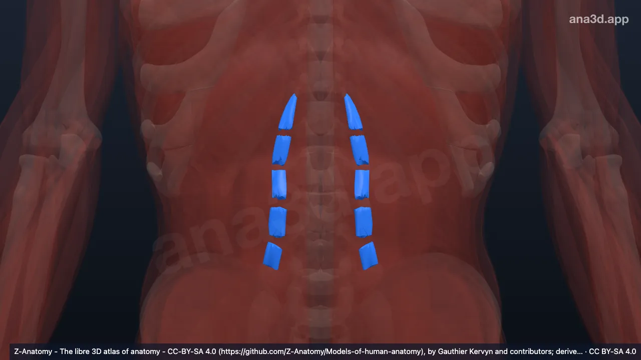Modelo 3D: Partes dorsales de los m. lumbares intertransversarios lat.