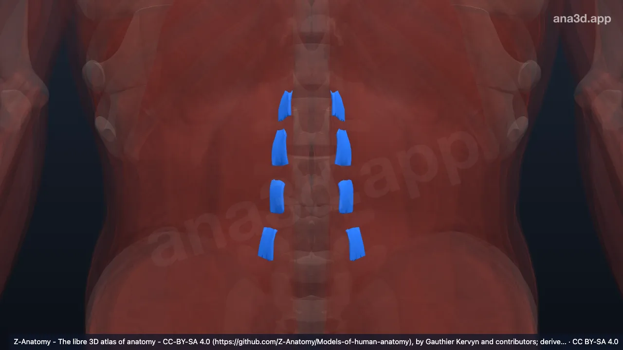 Modelo 3D: Partes ventrales de los m. lumbares intertransvarios lat.