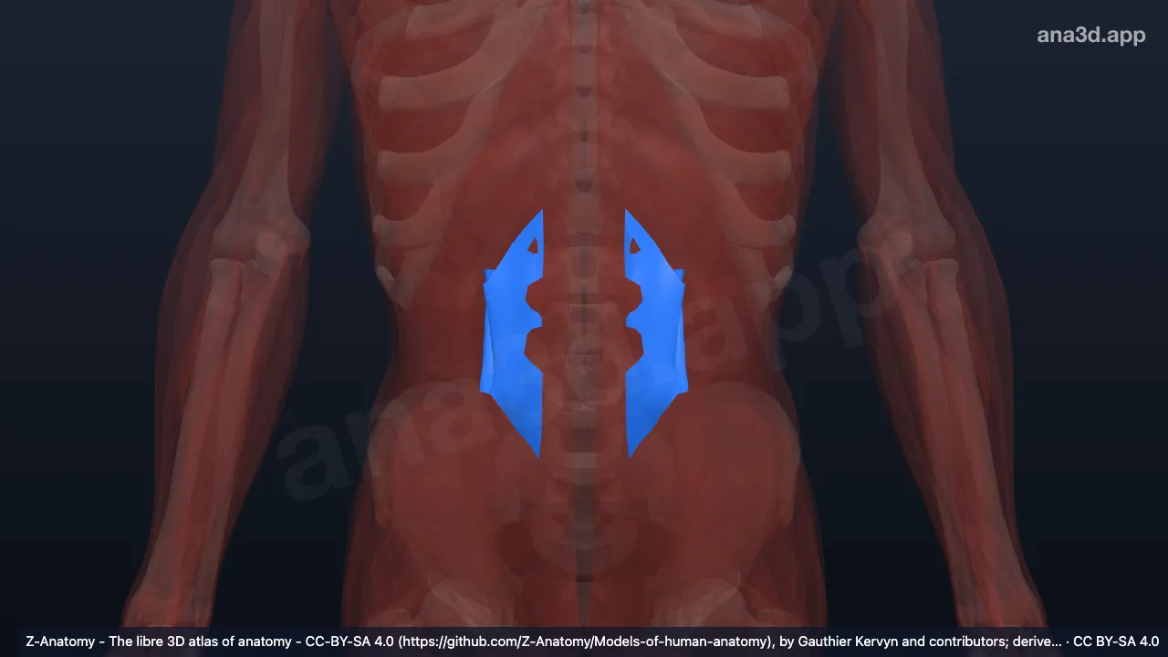 Mô hình 3D: Mạc ngực-thắt lưng
