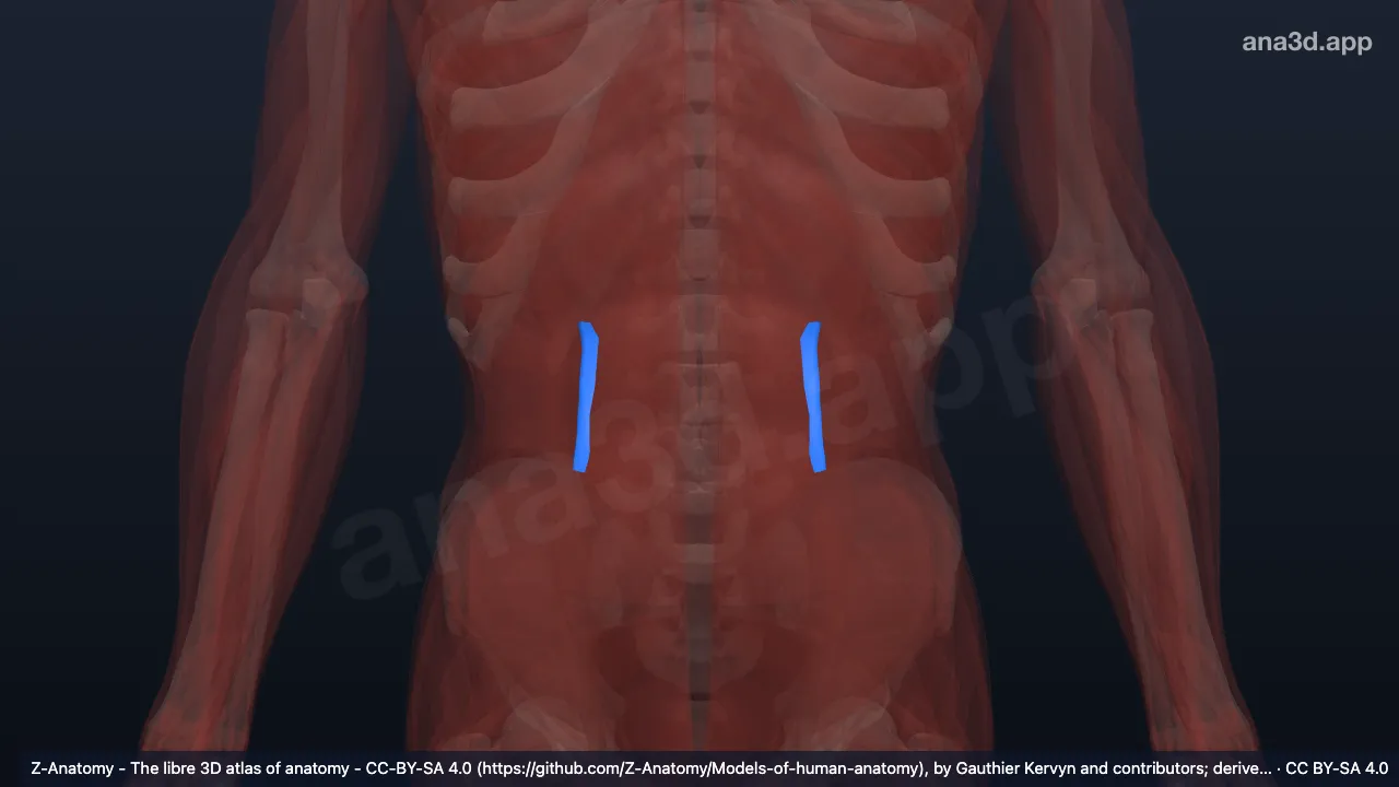 Modelo 3D: Camada posterior da fáscia toracolombar