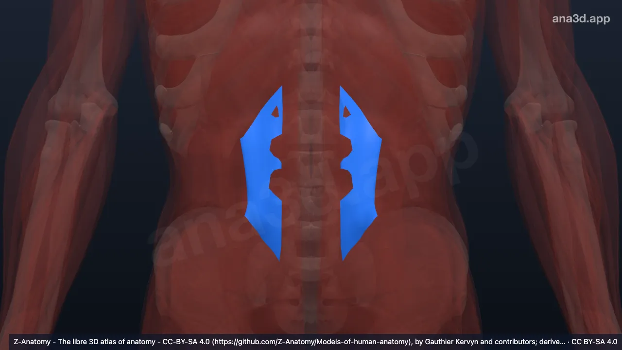 Modelo 3D: Camada anterior da fáscia toracolombar