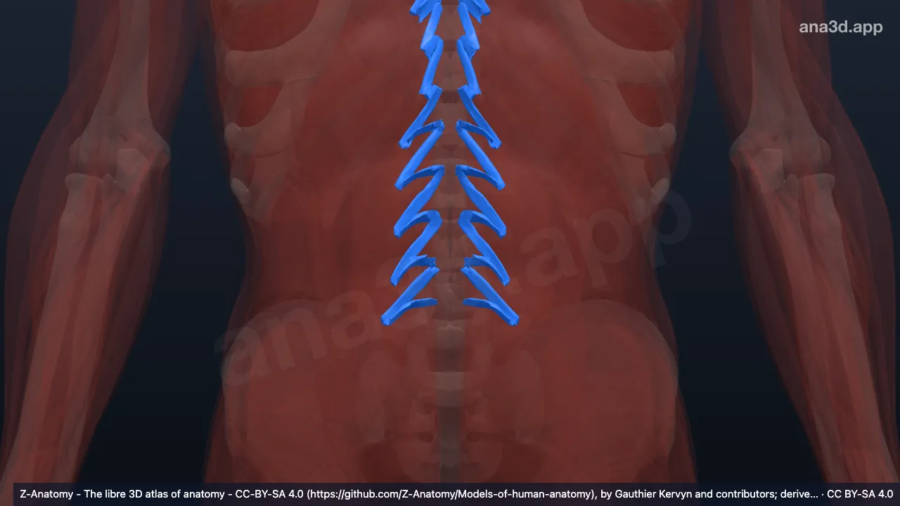 3D model: epaxial muscles