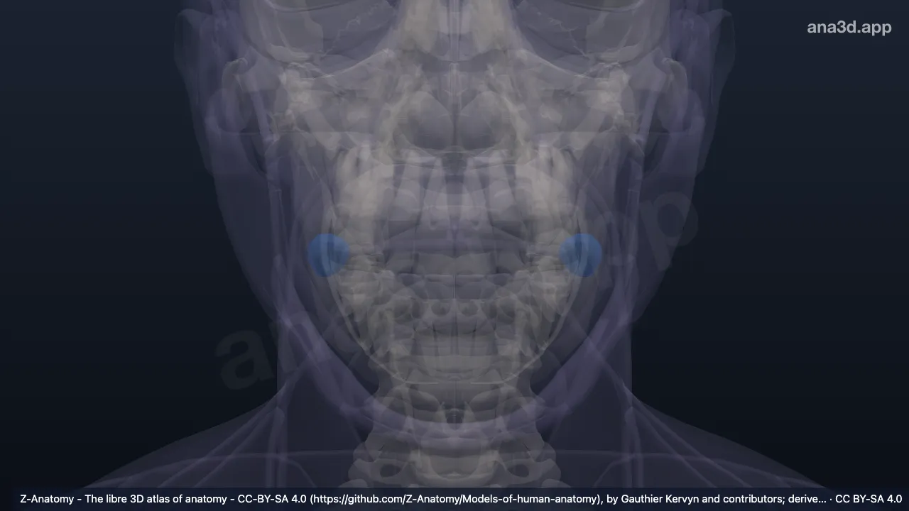 3D model: angle of mouth