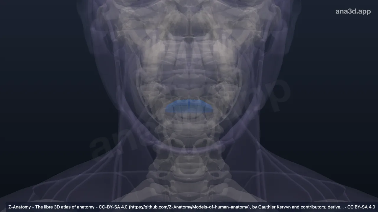 Mô hình 3D: Rãnh cằm môi