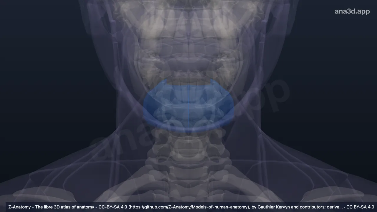 Mô hình 3D: Vùng cằm