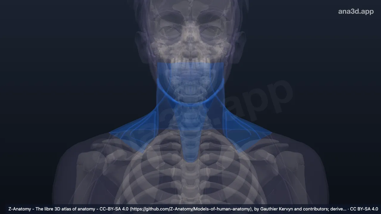 Modelo 3D: Regiones del cuello