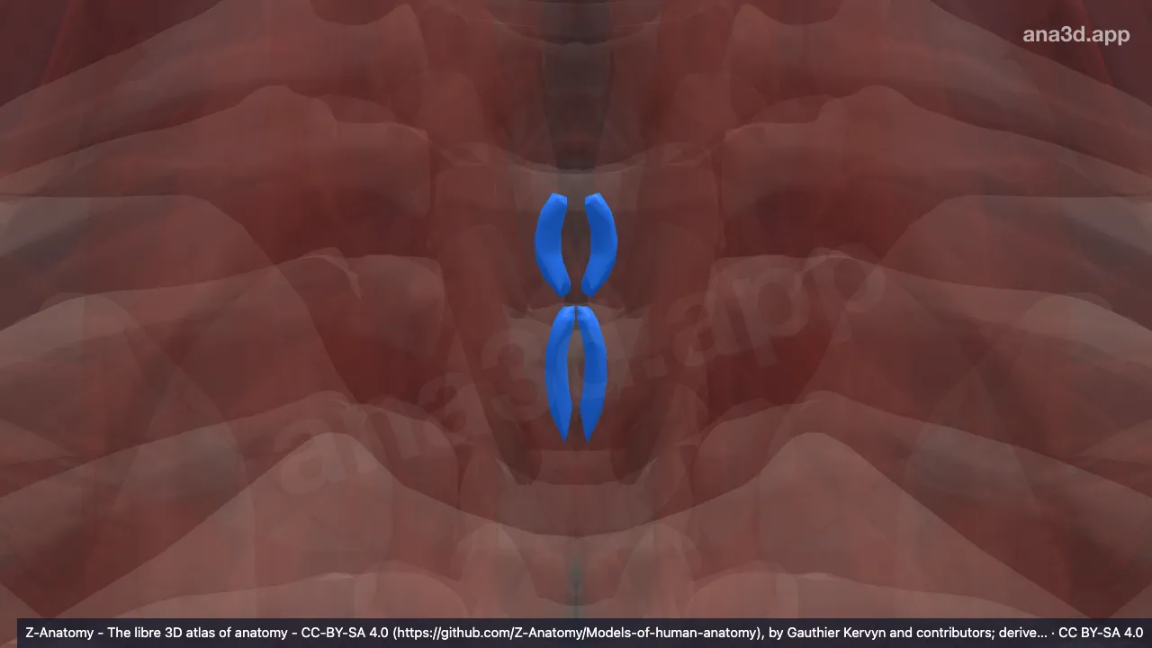 3D model: interspinales thoracis muscles