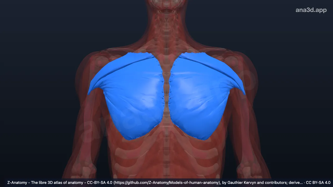 Pectoralis major: anatomy, location and function