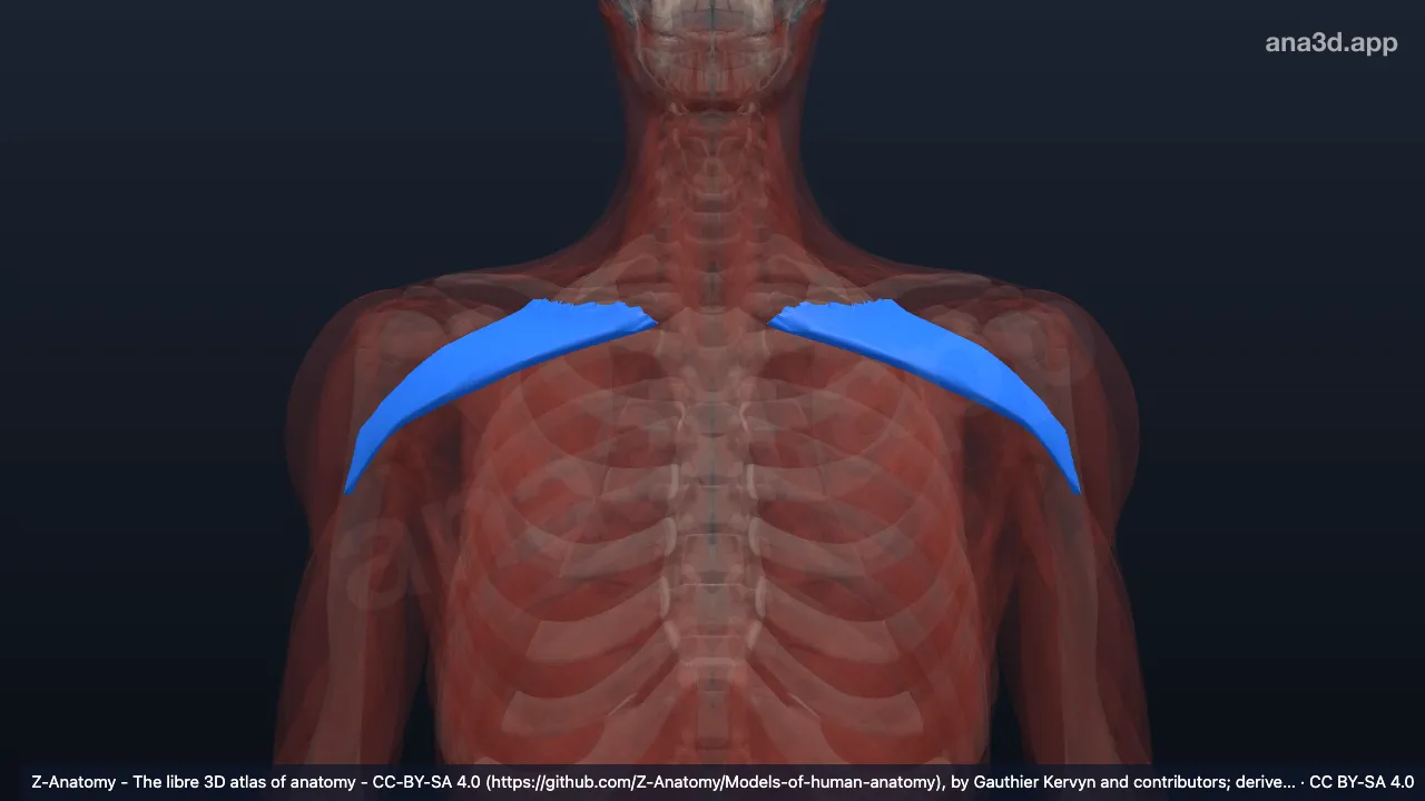 Modelo 3D: Cabeça clavicular do músculo peitoral maior
